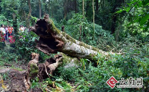 云南勐海1800多岁云南巴达野生古茶树茶树王仙逝