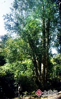 云南勐海1800多岁云南巴达野生古茶树茶树王仙逝