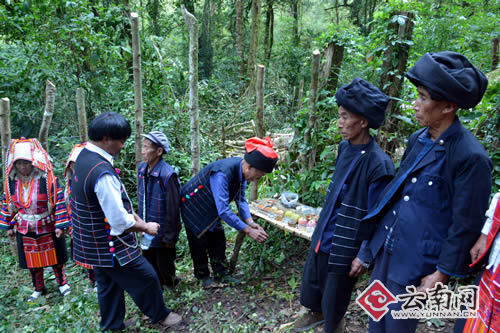云南勐海1800多岁云南巴达野生古茶树茶树王仙逝