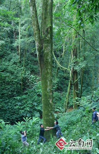 云南勐海1800多岁云南巴达野生古茶树茶树王仙逝