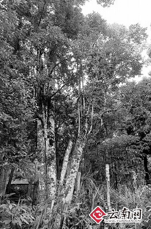 云南勐海1800多岁野生古树茶茶树王“仙逝”属自然衰老死亡