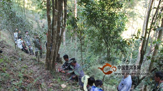 西双版纳荒田村民觐拜茶王树