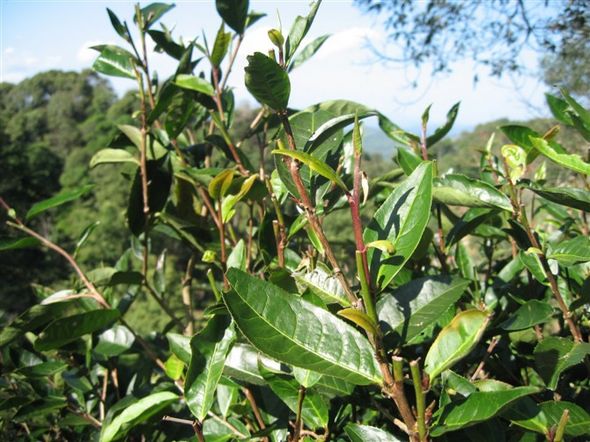 雅香无量,神韵犹存-感悟普人堂紫芽饼