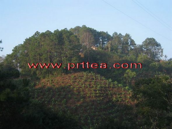 雅香无量,神韵犹存-感悟普人堂紫芽饼