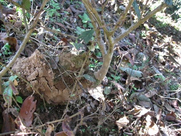 易武弯弓-易武茶之新宠