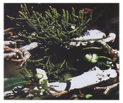 云南普洱茶与其他茶类的区别