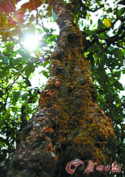 “泛冰岛”普洱茶原料充斥茶叶市场