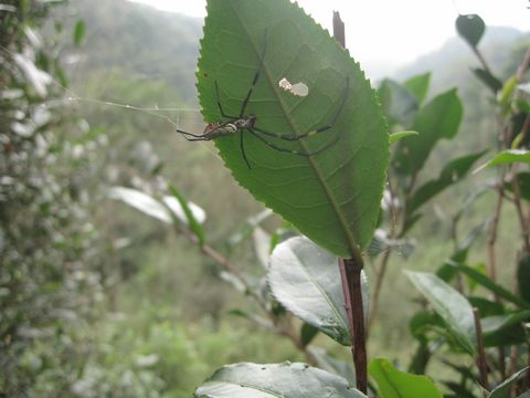 探讨：云南普洱茶树原料鲜叶的头春与二春