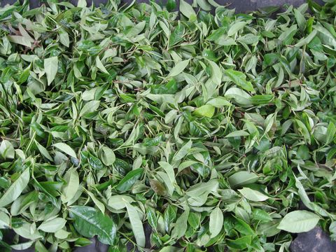 探讨：云南普洱茶树原料鲜叶的头春与二春