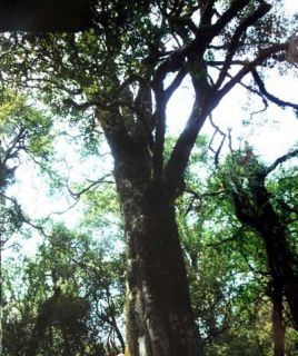 探秘云南普洱茶功效的“长寿基因”