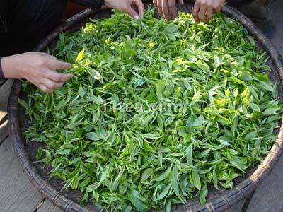 传统云南普洱茶工艺流程