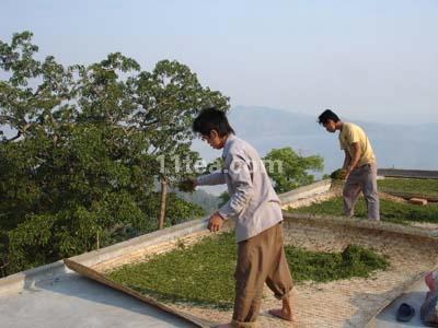 传统云南普洱茶工艺流程