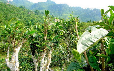 云南普洱茶树的成熟期与采摘期