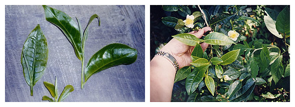 现代云南普洱茶生茶生产制作的工艺流程