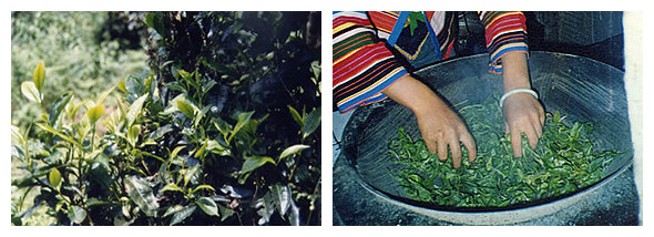 现代云南普洱茶生茶生产制作的工艺流程