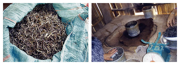 现代云南普洱茶生茶生产制作的工艺流程