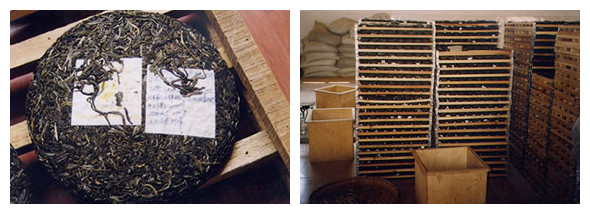现代云南普洱茶生茶生产制作的工艺流程