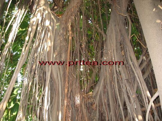 茶马古道兴衰随想