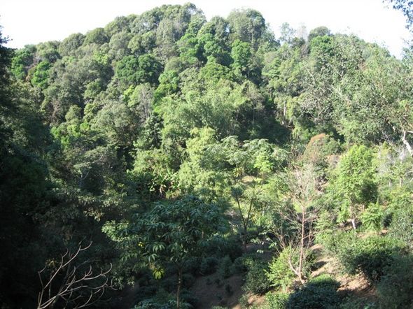 云南普洱茶的口感优势浅析