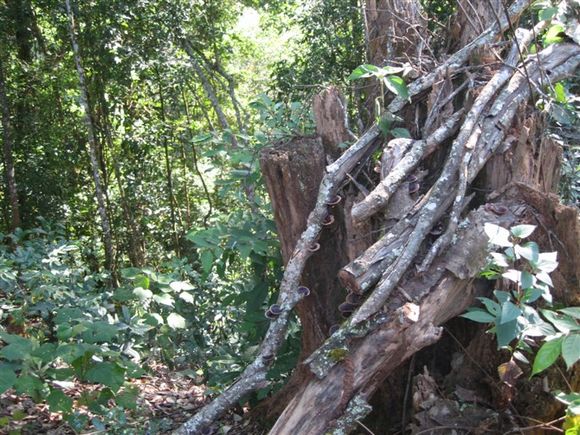 云南普洱茶的口感优势浅析
