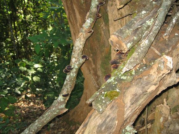 云南普洱茶的口感优势浅析