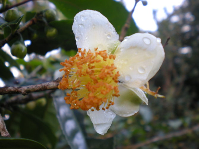 云南普人堂普洱茶*云南普洱茶茶花