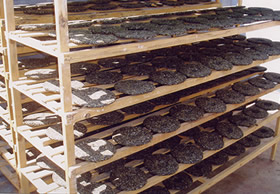 什么样的温度,适合云南普洱茶后续陈化?