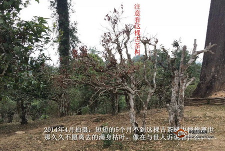 云南普洱茶古树茶市场价格已与其价值严重脱离