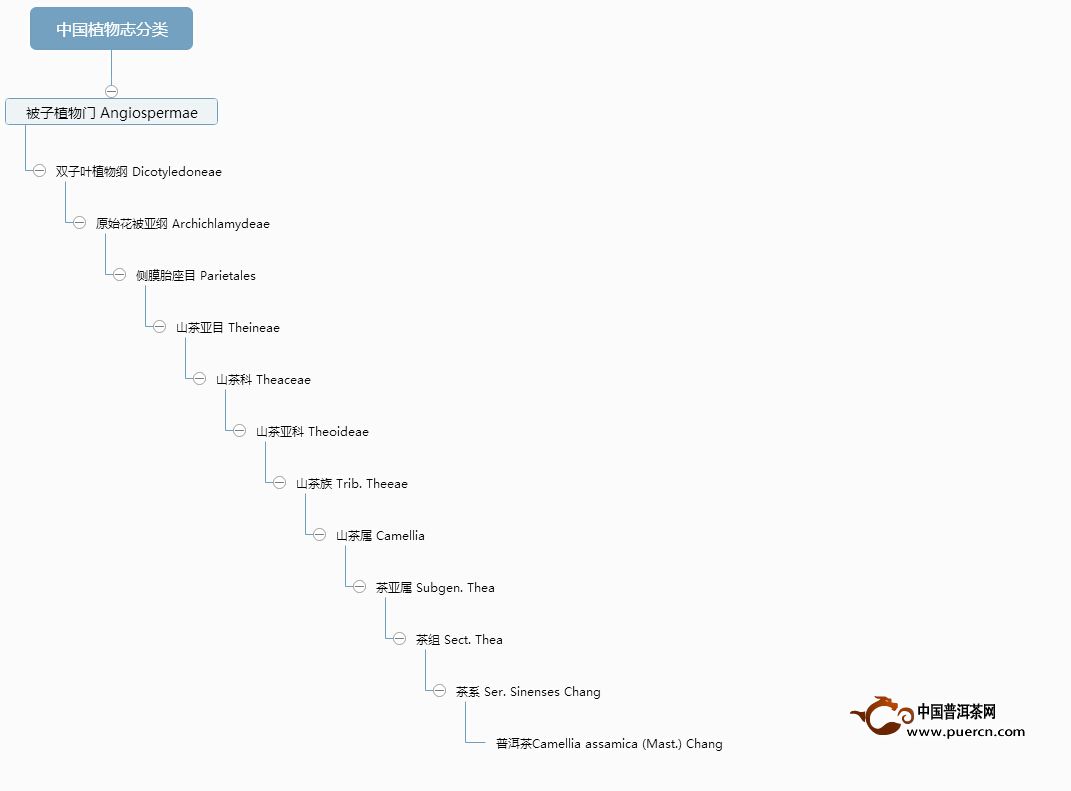 不要认为所有的普洱茶都是云南普洱茶
