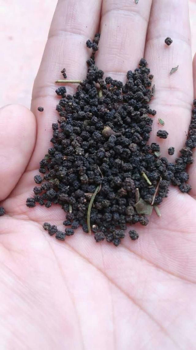 云南普人堂普洱茶*虫屎茶究竟为何物？