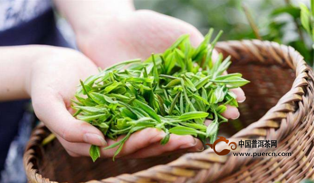 2017年云南普洱茶春茶的价格趋势