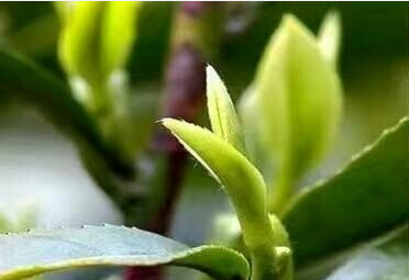 2017年云南普洱茶春茶的价格趋势