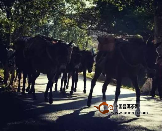 看懂所有爱茶人魂牵梦绕的易武