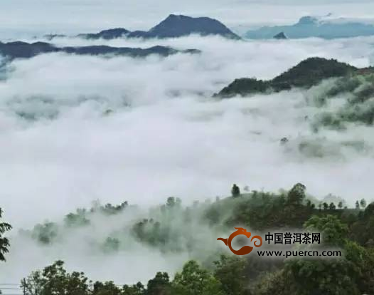 看懂所有爱茶人魂牵梦绕的易武