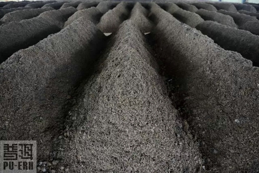 渥堆发酵，美丽嬗变——熟茶的生产与品味