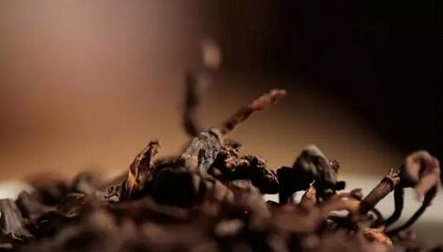 解密:熟茶发酵并非“失活” 而是涅槃后的“重生”