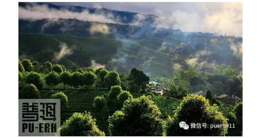 台地茶的品种繁育呈现“百花齐放”的特色