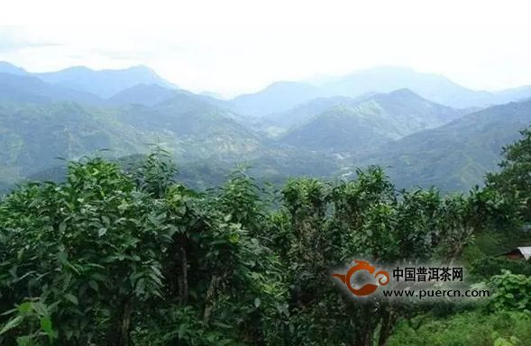 两会“代表委员”说茶界热点,产能过剩怎么办?