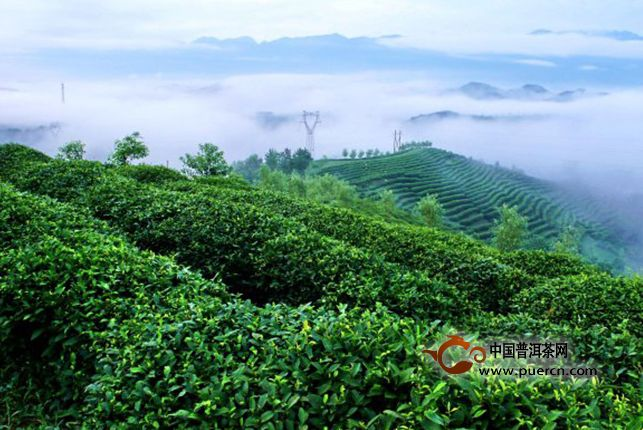 两会“代表委员”说茶界热点,产能过剩怎么办?