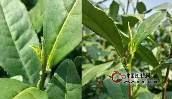两会“代表委员”说茶界热点,产能过剩怎么办?