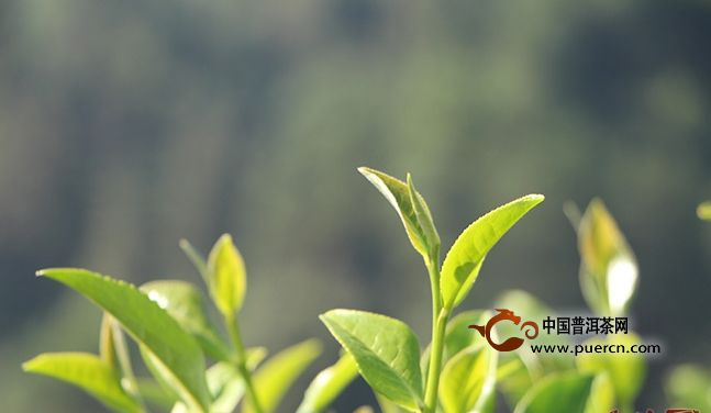 两会“代表委员”说茶界热点,产能过剩怎么办?