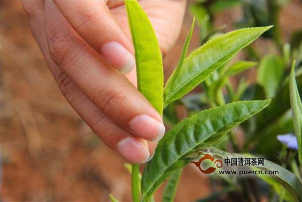 2017年云南普洱春茶什么时候上市？