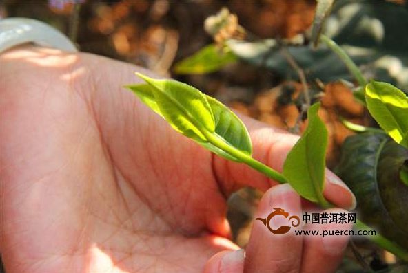 2017年云南普洱春茶什么时候上市？