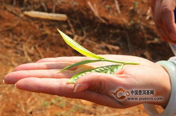 2017年云南普洱春茶什么时候上市？