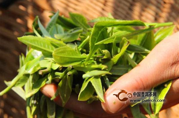 2017年云南普洱春茶什么时候上市？