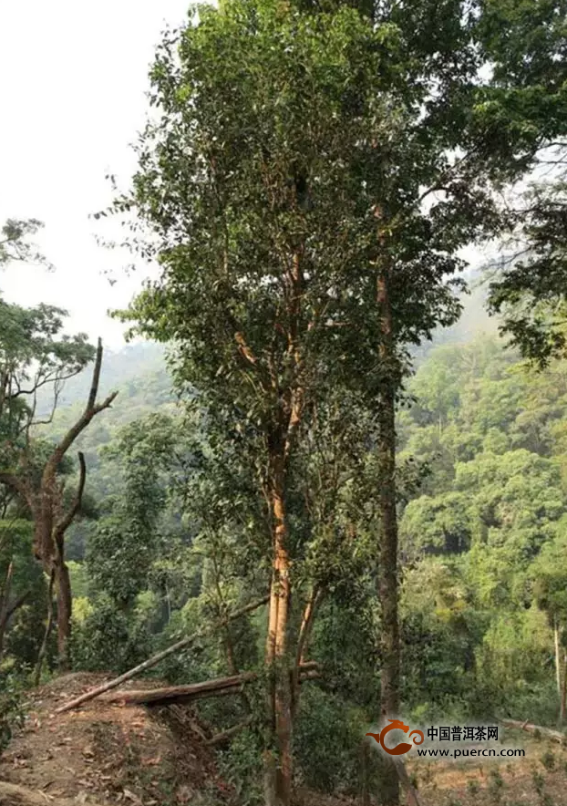 10大增值最快的云南茶片区