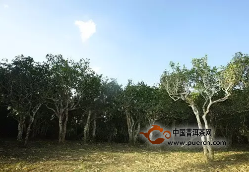 10大增值最快的云南茶片区