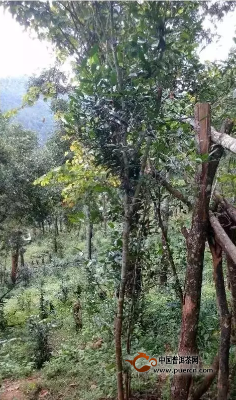 10大增值最快的云南茶片区