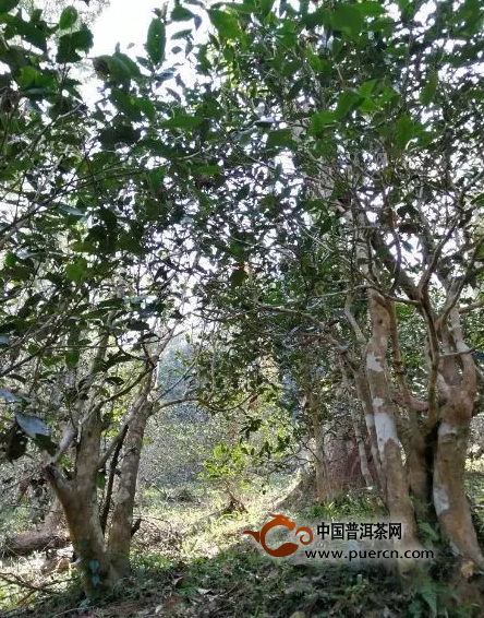 10大增值最快的云南茶片区