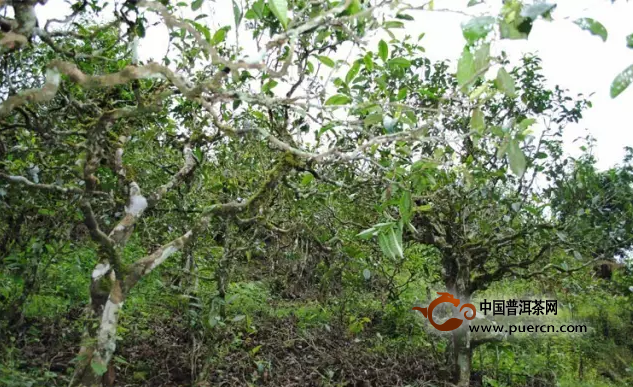 10大增值最快的云南茶片区